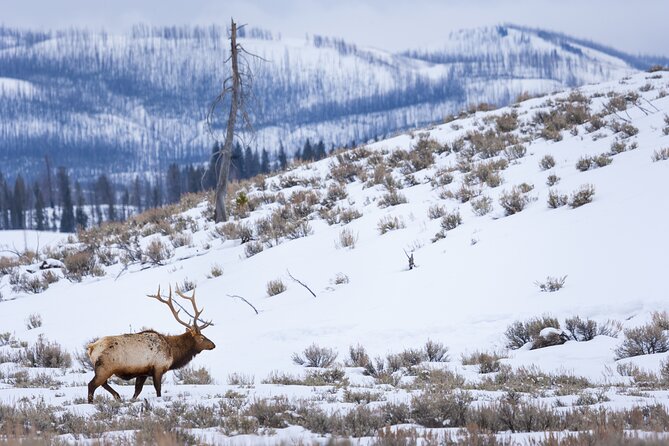 Yellowstone Full Day Winter Tour (With Optional Hike or Snowshoe) - Who Should Consider This Tour?