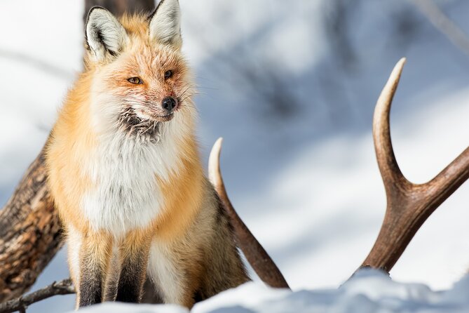 Yellowstone Full Day Winter Tour (With Optional Hike or Snowshoe) - Key Points