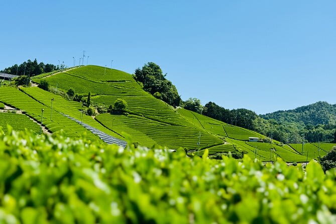 Kyoto: Enjoy Byodoin Temple and Tea Sweets - Practical Details: What You Need to Know