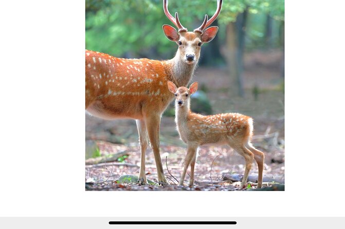 2-day Kansai world ExTour I tour around Osaka,Kyoto,Nara,andUji - FAQ