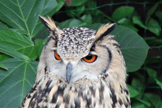 Private Car Tour from Shimizu Port to Visit Kakegawa Tea Culture - The Sum Up: Who Will Love This Tour?