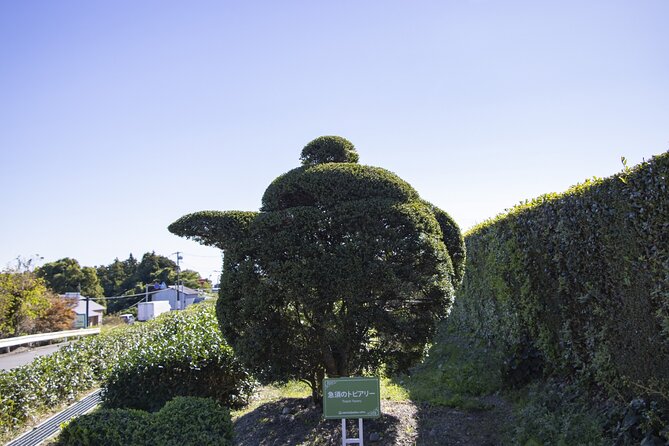 Private Car Tour from Shimizu Port to Visit Kakegawa Tea Culture - Good To Know
