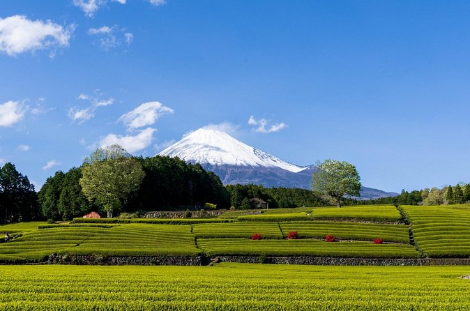 Mt. Fuji Sake and Tea Fields Tour by Private Car - FAQ