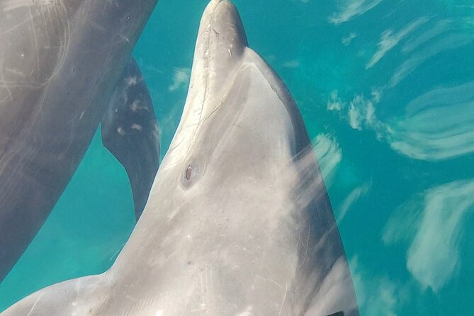 Coronado Island Visit and Sea Lions Swimming - Practical Details for a Smooth Experience