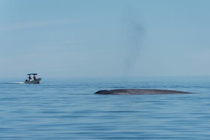 Whale Watching Adventure in Loretos Sea of Cortez - Frequently Asked Questions