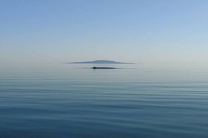 Whale Watching Adventure in Loretos Sea of Cortez - Final Thoughts