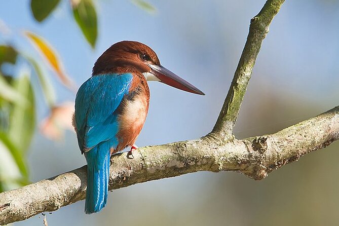 Bird Watching with Cannoning Tour in Chitwan National Park - Who Would Love This Tour?