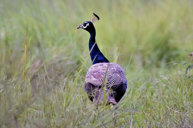Bird Watching with Cannoning Tour in Chitwan National Park - Good To Know