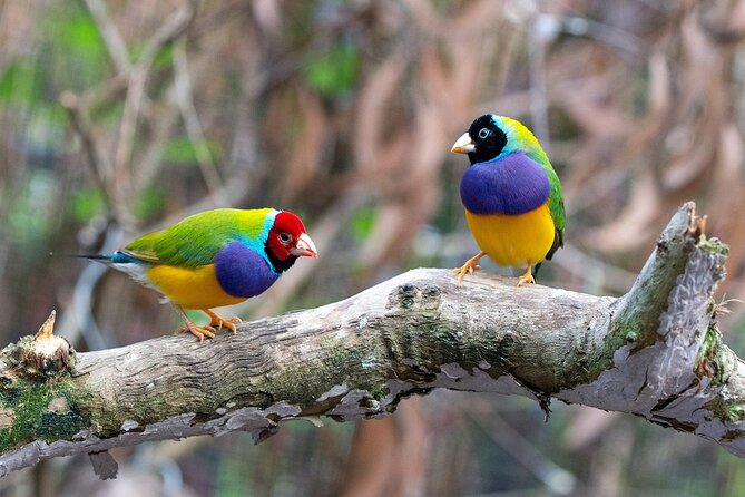 Bird Watching with Cannoning Tour in Chitwan National Park - FAQ