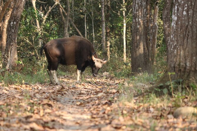 Day Walk(8-10h.) inside Chitwan National Park. - An In-Depth Look at the Chitwan Day Walk Experience
