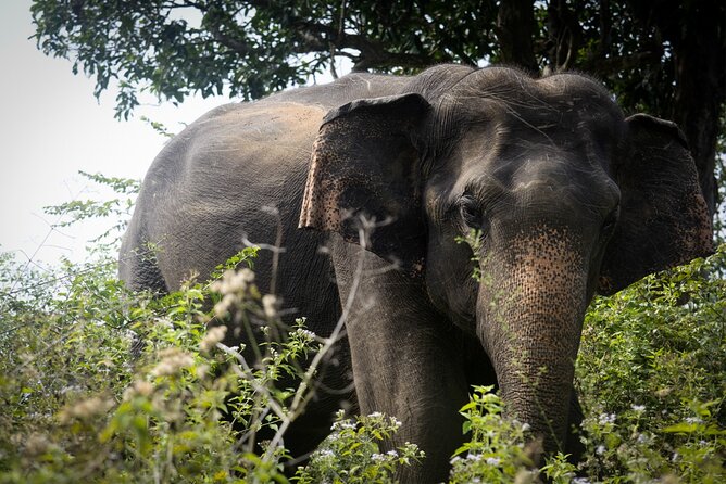 Exclusive 3-Hour Private Jeep Safari at Udawalawe National Park - An In-Depth Look at the Udawalawe Private Safari Experience