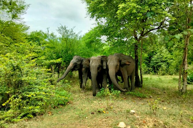 Private Tour : Udawalawe National Park Safari - The Sum Up