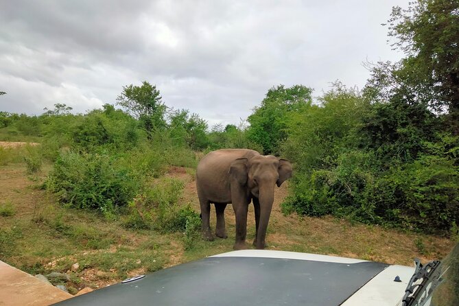 Private Tour : Udawalawe National Park Safari - An In-Depth Look at the Udawalawe Safari Experience