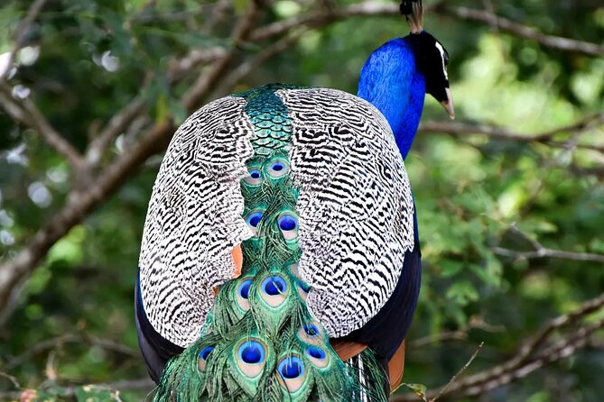 Private Tour : Udawalawe National Park Safari - FAQ