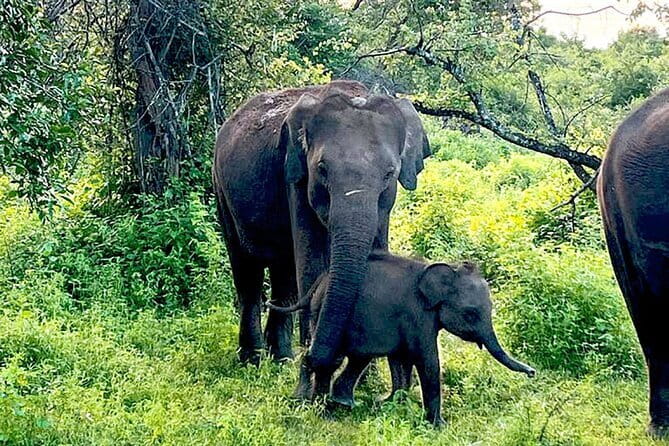 Everything in Udawalawe (Safari, Accommodation with Half Board) - The Sum Up