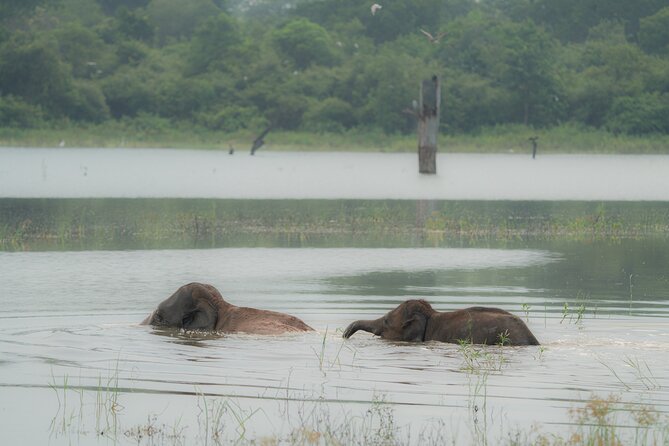 Safari Jeep Tour In Udawalawa Park Sri Lanka - Key Points