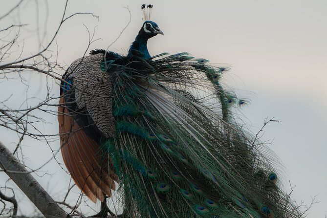 Safari Jeep Tour In Udawalawa Park Sri Lanka - Final Thoughts