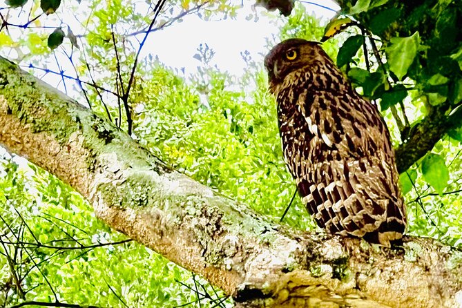 Udawalawa Wild Life Safari - Final Thoughts