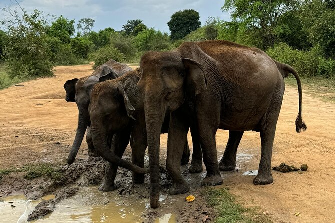 Udawalawa Wild Life Safari - FAQ