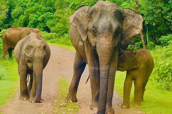 Udawalawa Wild Life Safari - Good To Know