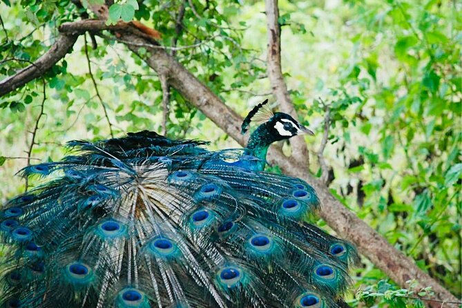 Safari tours in Udawalawa - The Experience: Pros and Cons