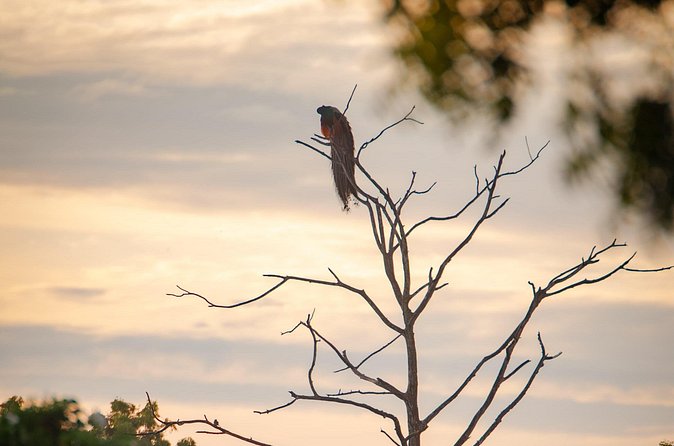 Safari tours in Udawalawa - Final Thoughts