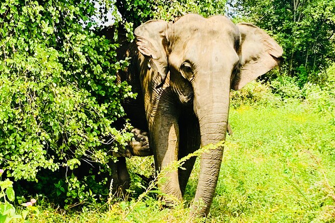 Safari tours in Udawalawa - Good To Know