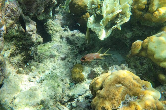 3-Hour Guided Jet Ski Snorkeling Tour on San Pedro Barrier Reef - Discovering the Belize Barrier Reef—What to Expect