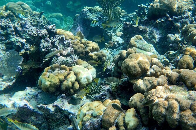 3-Hour Guided Jet Ski Snorkeling Tour on San Pedro Barrier Reef - Deep Dive into the Itinerary