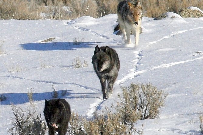 Private Yellowstone National Park Sightseeing Tour with Lunch - A Detailed Look at the Yellowstone Private Tour