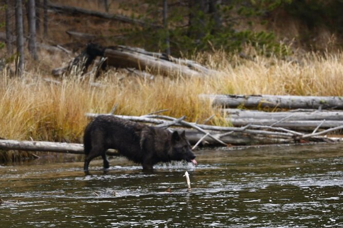 Yellowstone Full-Day Upper Loop Wildlife Adventure w/Lunch - Who Will Love This Tour?