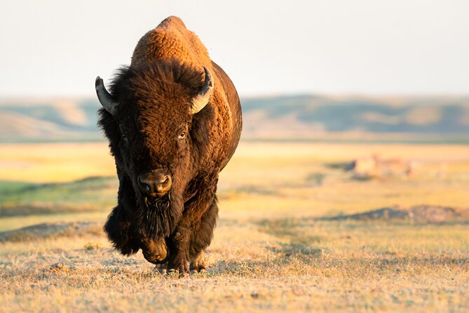 Predators of the Wild, Bear and Wolf Watching Adventure - Why This Tour is Worth It