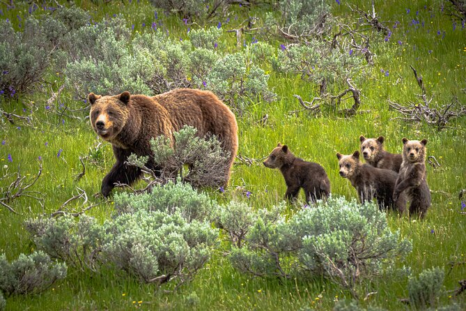 Predators of the Wild, Bear and Wolf Watching Adventure - Exploring Yellowstone’s Wild Side with the Predators of the Wild Tour