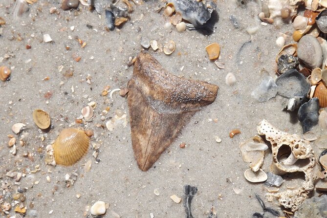 Shark Tooth and Shell Hunting Tour in Charleston, SC - Frequently Asked Questions