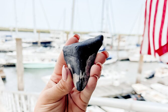 Shark Tooth and Shell Hunting Tour in Charleston, SC - Exploring Charleston’s Waters and Coastline