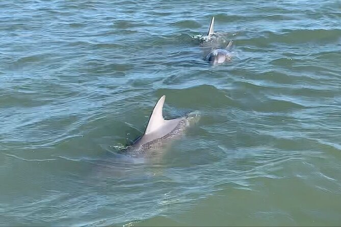 Private Charleston Sunset & Dolphin Cruise - Practical Tips for Your Sunset Dolphin Cruise