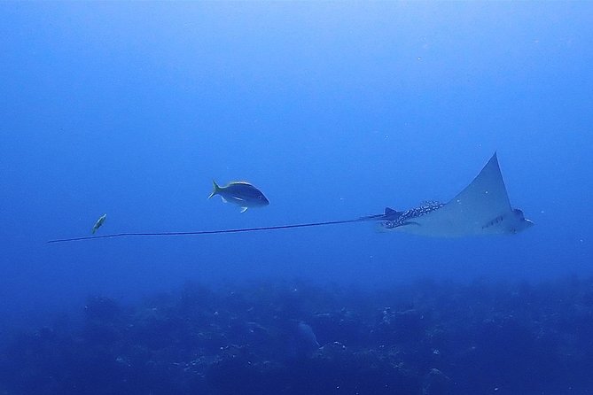 SPECIAL!! 2 Tank Wreck & Drift Reef dives - The detailed experience: what to expect from start to finish