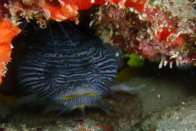 SPECIAL!! 2 Tank Wreck & Drift Reef dives - Final thoughts