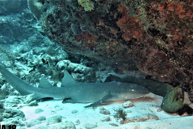 SPECIAL!! 2 Tank Wreck & Drift Reef dives - A comprehensive look at the 2 Tank Wreck & Drift Reef Dives off Isla Mujeres