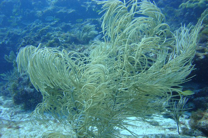 Isla Mujeres Snorkeling Tour - FAQ