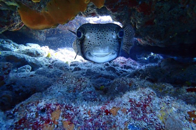 Isla Mujeres Snorkeling Tour - The Sum Up: Is This Tour Right for You?