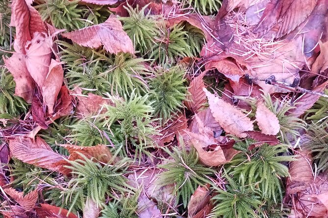 Matsumoto Mt.Hachibuse - Key Points