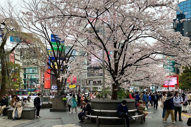 Private Transfer from Narita Airport to Prince Hachi City Japan - What to Expect During Your Ride