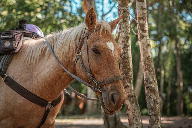 Horseback Ride to Xunantunich Maya Ruins - A Deep Dive into the Horseback Ride to Xunantunich
