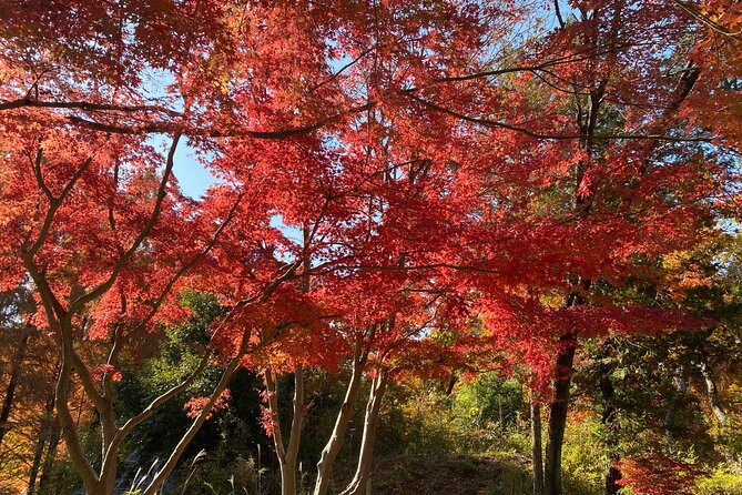 Kawasaki Nihon Minkaen Adventure Tour - Practical details and what to expect