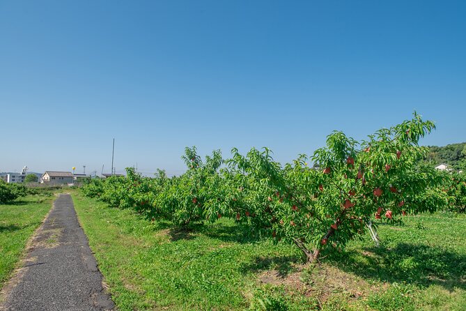 Peach Farm Walk & Farming Experience with a Peach Drink - A Closer Look at the Peach Farm Experience in Kurashiki
