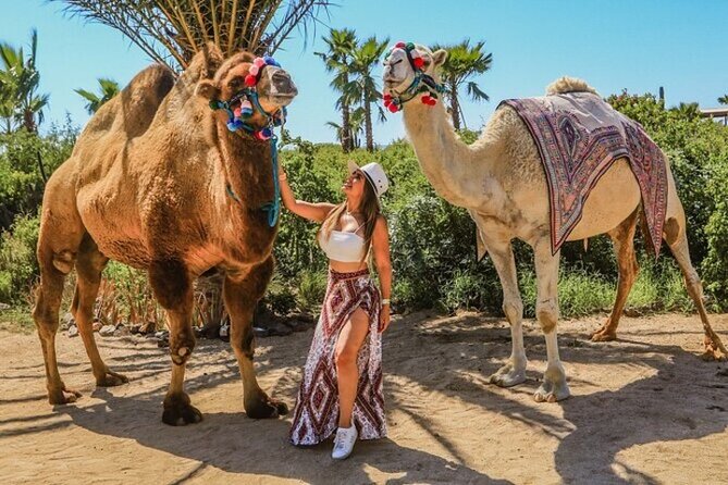 Fun Camel Ride and UTV COMBO with Tequila Tasting! - The Final Word