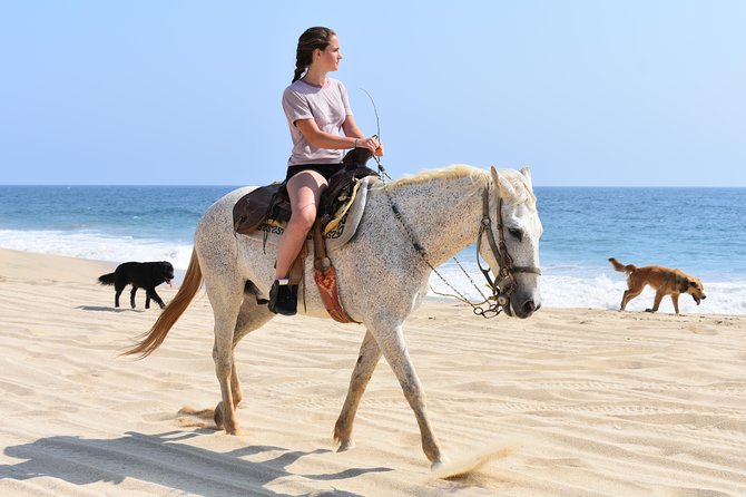 Cabo Desert Off-Road & Beach Horseback Combo and Tequila Tasting - Authentic Experiences and Authentic Guides