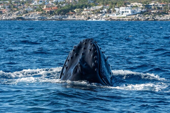 Whale Watching by Zodiac in Cabo San Lucas with Photos Included - A Deep Dive into the Whale-Watching Experience
