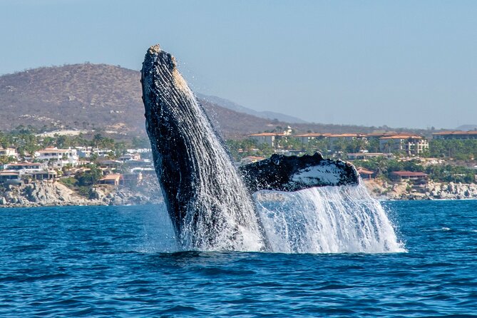 Whale Watching by Zodiac in Cabo San Lucas with Photos Included - Key Points